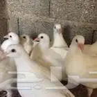 مطلوب حمام فرنسي سوير للبيع