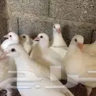 حمام لاحم فرنسي للبيع