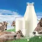 يوجد حليب بقر طازج اللتر 5  وللكميات فيه سعر خاص