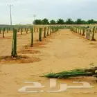 يوجد لدينا جميع انواع النخل العربي من متر الى 4 متر رقم الها