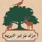 مزادات النوادر للحياة البرية