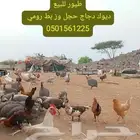 ديوك وبيض ودجاج وز وبط حجل رومي