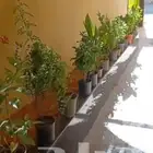 تنسيق حدائق دكورات طبيعيه