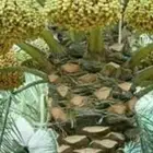 تعديل تكييس التمر تكريب عادي وهلالي جميع شغل النخل