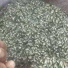 زريعه للبيع 15 هلله