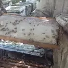 مربي نحل   يبحث عن عمل الجنسية سوداني موجود في السودان