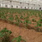 الرياض الخرج الهياثم العفجه نجديه الرحمانيه الشديده الدلم نع