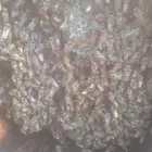 بيع نحل البلدي