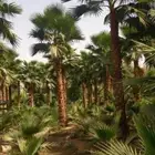 اشحار نخيل واشنطونيا ابومروحه للبيع
