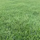 ثيل طبيعي C2000 درجه اولى