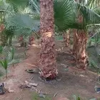 نخل واشنطنؤا زينه توصيل لجميع مناطق المملكه لتوصل معنا