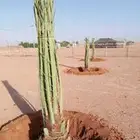 نخل للبيع بجميع أنواعه اتوصيل جميع مناطق المملكه