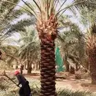 نخل للبيع