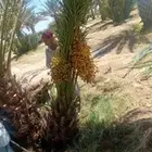 فراخه طيبه بجميع انواعها