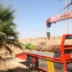 نخل القصيم المثمرة صقعي