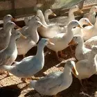 بط وديوك رومي شحم ولحم لبيع
