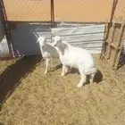 للبيع اثنين خرفان هرافي