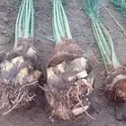 يوجد لدينا نخل للبيع 24حبه نخل القصيم