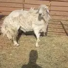 فحل حري كفو سن تام ينسف شرط المواقع رماح