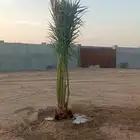 نخل للبيع توصيل لجميع المناطق