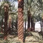 تكريب نخيل