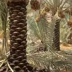 نخل بثمره جثايث من متر اللي متر ونص مله نظر يتواصل معي جوال