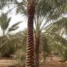 نخل