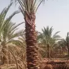 نخل للبيع بجميع مقاساته