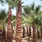 نخل واشنطنونا ونخل عربي
