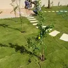 زراعة الثيل الطبيعي ورود وأشجار نخيل