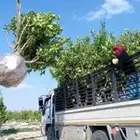 زراعه وتوريد وصيانه النخيل