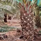 نخل مثمر للبيع من له شف لا نظر يتواصل معي على جوال 055783841