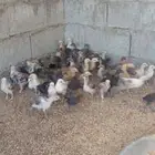 صوص دجاج مشكل