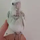 كروان هولاندي