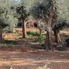 زيتون معمر مثمر