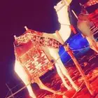 اجار جمال رحول وخيل عربية اصيلة ودبابات