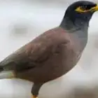 عندي طيور 3 صغيره في العش.