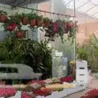منسق حدائق وزراعة الثيل والديكورات