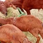 قعدان و برابر و تيوس و سواكني