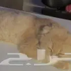 ابي قطه للتبني