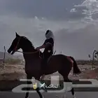 فرس انجليزي بجوزها الفرس حاره العمر13 الطول 8 السلمه شرط