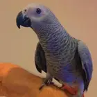 فرخ ببغاء كاسكو هولندي