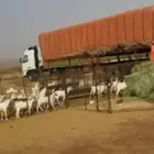 تيوس جنوبية اضاحي