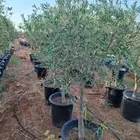 يوجد لدينا أشجار زيتون معمر ومفرع وأشجار متنوعه ترمنيليا50 9