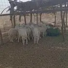 طليان عدد 17 الذكور 9 طليان و8 رخال