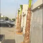 مشاءالله تبارك الله نخل طيب وشنطان وعربي