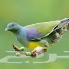 يتوفر حمام الفاكهة للبيع