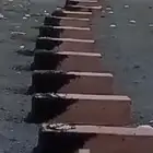 نحل مصرى100  شغل كل يوم وبأحسن أسعار أن شاء الله
