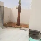 نخل واشنطونيا