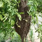 طرود نحل بلدي أعواد(بالمدينةالمنورة)يوجدتوصيل
